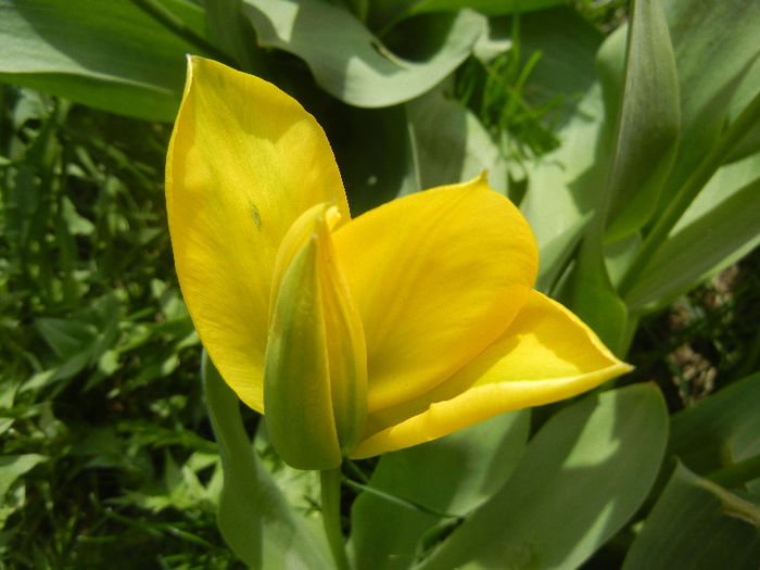 Tulipa Candela (2013, April 12)