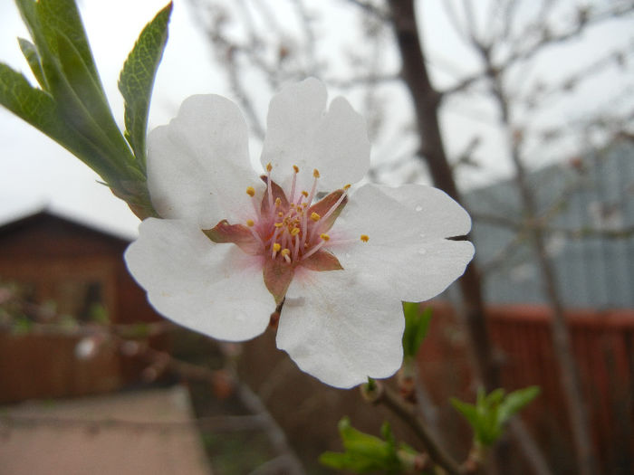 Almond blossom_Migdal (2013, April 09)