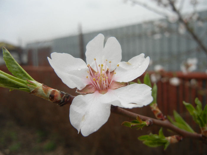 Almond blossom_Migdal (2013, April 09)