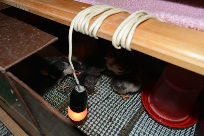 cutie_simpla_pentru_cresterea_puilor_11_aprilie_2013_ (4) - Voliere-cotete-padoc