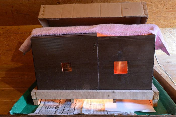 cutie_simpla_pentru_cresterea_puilor_11_aprilie_2013_ (1)