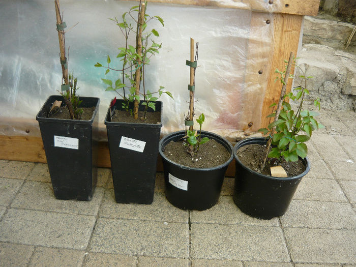 Picture 022 - evolutie plante achizitionate