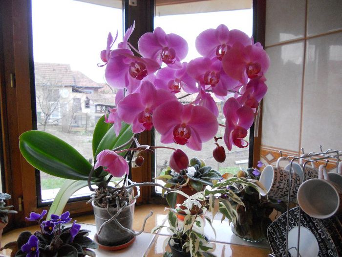 2013 002 - Orchidee 2013