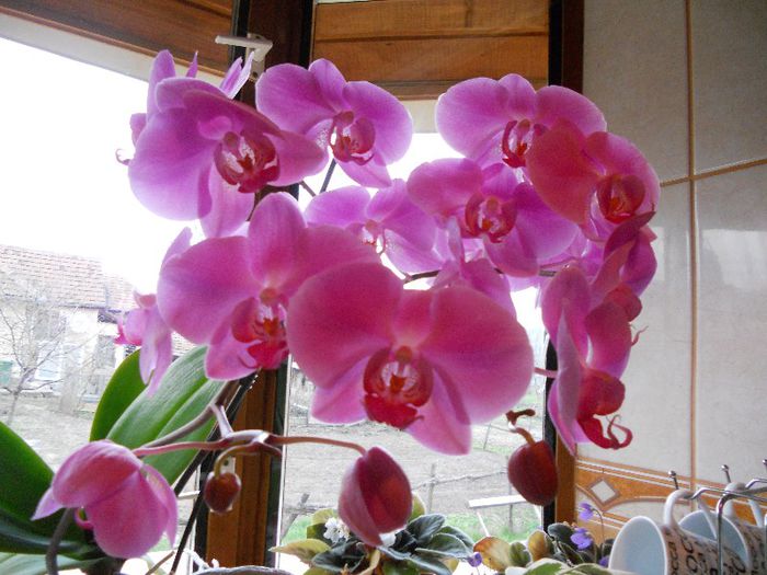 2013 003 - Orchidee 2013