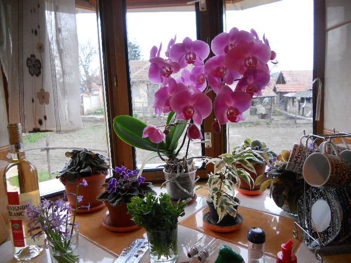 2013 004 - Orchidee 2013