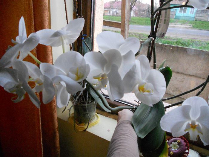 2013 005 - Orchidee 2013