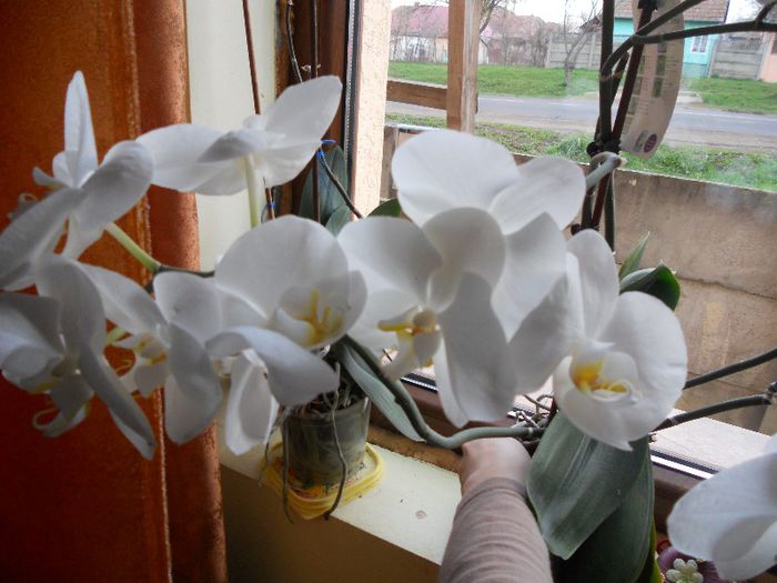 2013 006 - Orchidee 2013