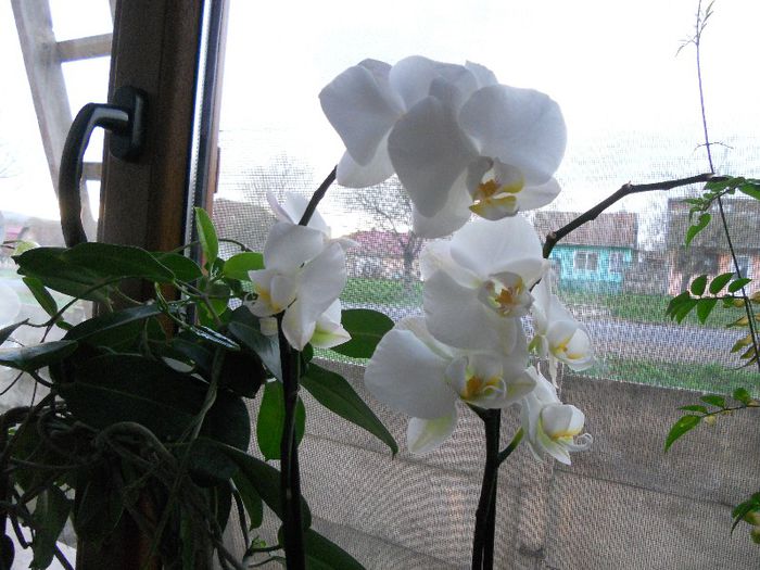 2013 008 - Orchidee 2013