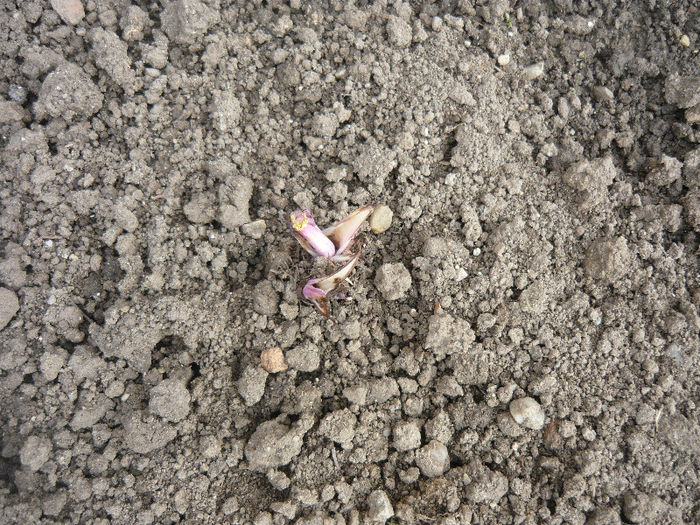 caldaruse din rizomi