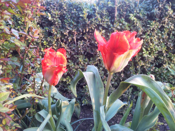 2013-04-10 18.34.19 - flori si trandafiri - 2013