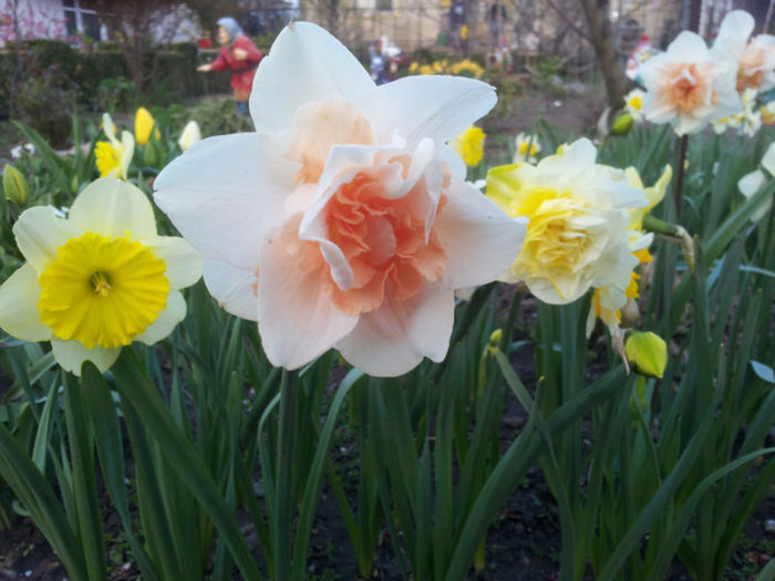 2013-04-10 18.33.23 - narcise