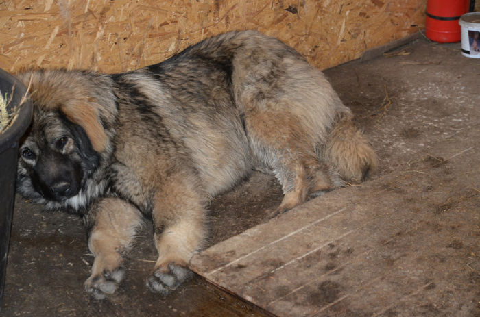 10 luni - Animalutze dupa iarna Aprilie 2013