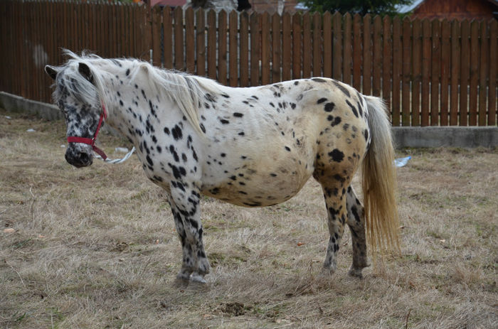 Fata fata sau baiata? - Animalutze dupa iarna Aprilie 2013