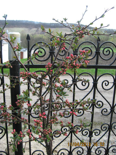 gata sa infloreasca in 2013.