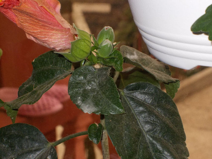 DSCN7879_3350 - Florile mele