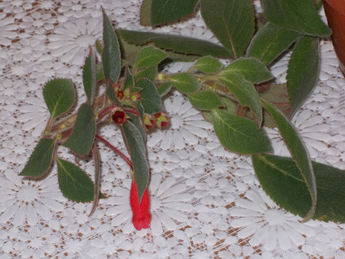 DSCN7893_3364 - Florile mele