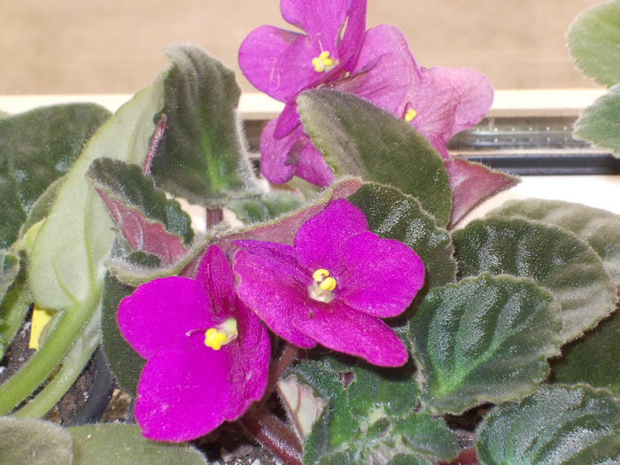 DSCN7903_3374 - Florile mele