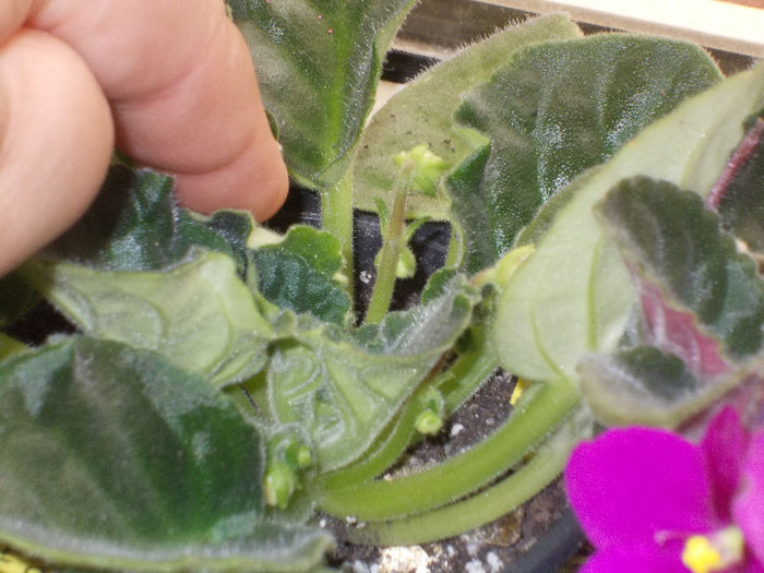 DSCN7905_3376 - Florile mele