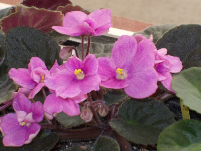 DSCN7907_3378 - Florile mele