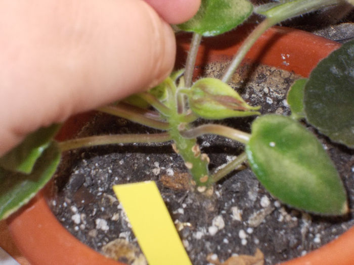 DSCN7908_3379 - Florile mele