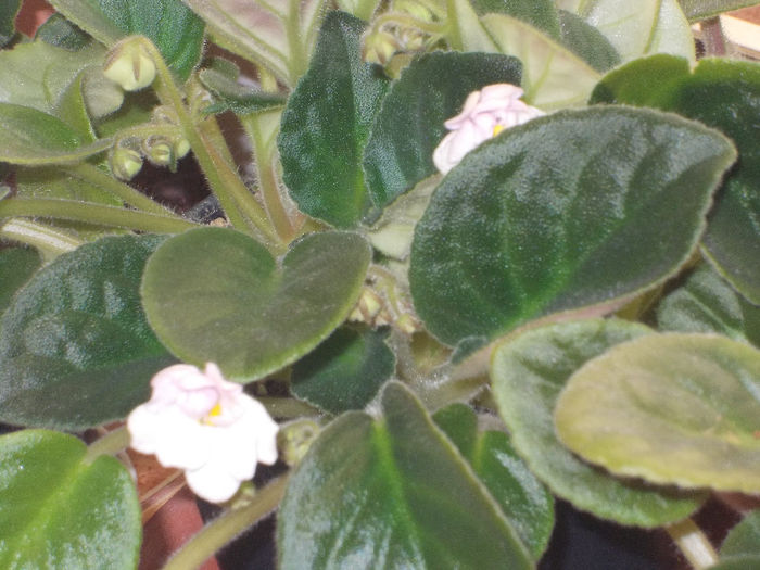 DSCN7910_3381 - Florile mele