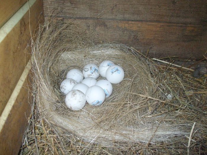 incurajarea gaini sa cloceasca