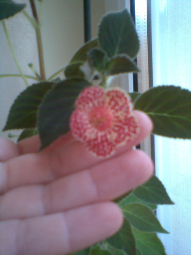 Imag072 - Kohleria