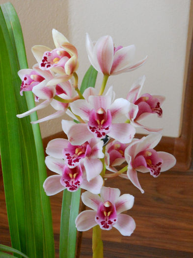 DSCN3844 - cymbidium