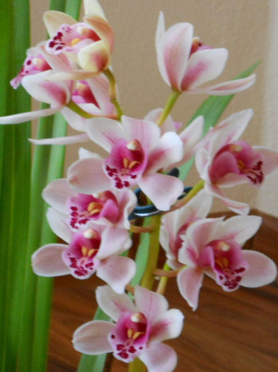 DSCN3851 - cymbidium