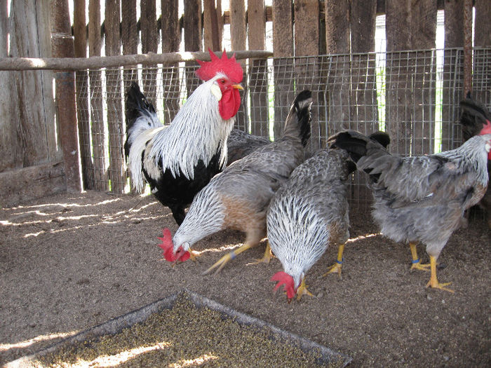 IMG_1998; aprilie 2013
