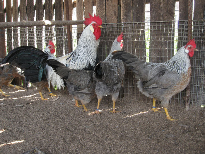 IMG_2016; aprilie 2013
