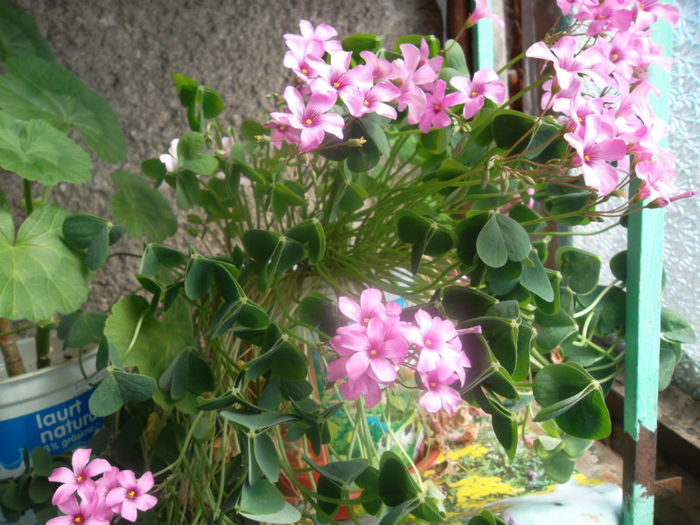 Oxalis roz - Flori dragi 2013