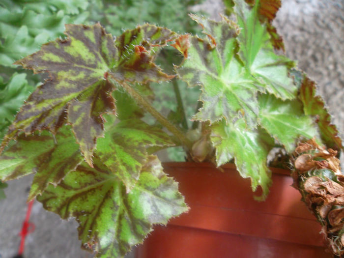 Begonia