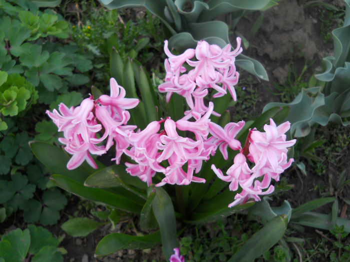 DSCN3950