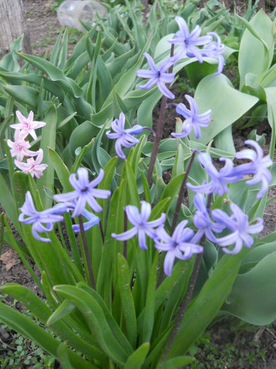 DSCN3954