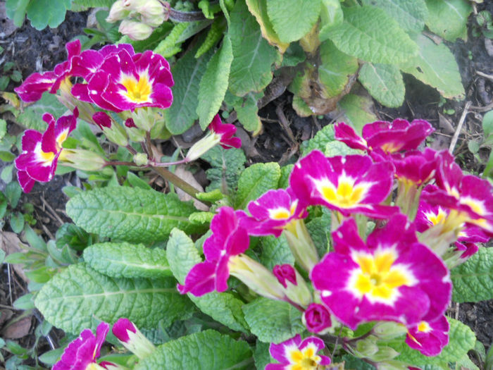 DSCN3956