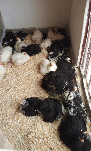 20130413_122224-1070834914