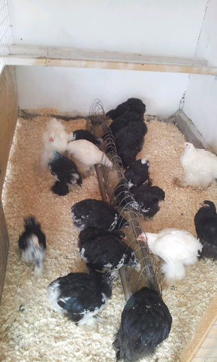 20130413_121717-1747803542