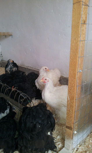 20130413_121646-1897489629