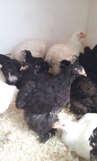 20130413_1216102010234226