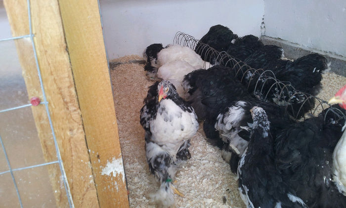 20130413_121502-1229134609