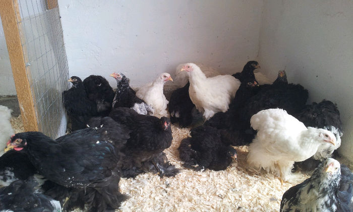 20130413_1214511318616567