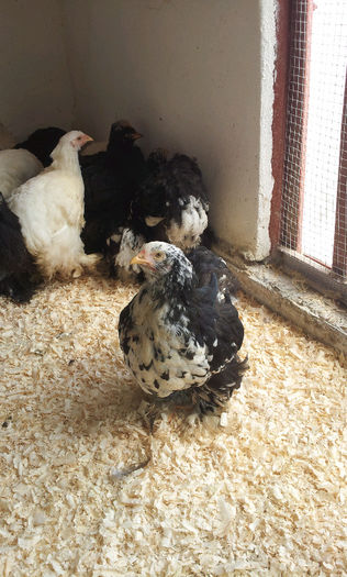 20130413_1214462064371510