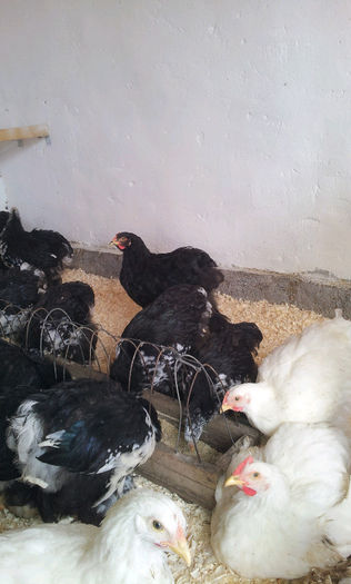 20130413_121423-1204001900