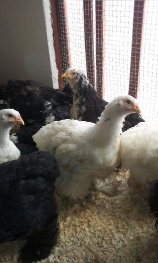 20130413_121346615391077