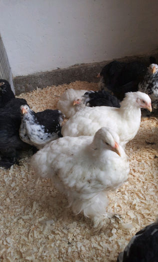 20130413_1213132019072911