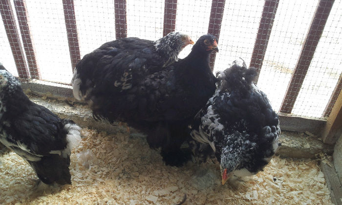 20130413_121257-194958124