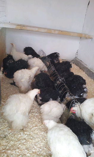 20130413_121239-1852090832