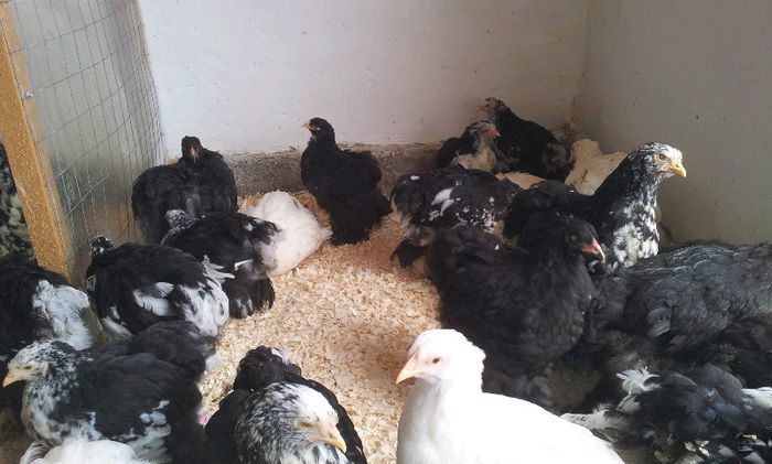 20130413_1212171292086342