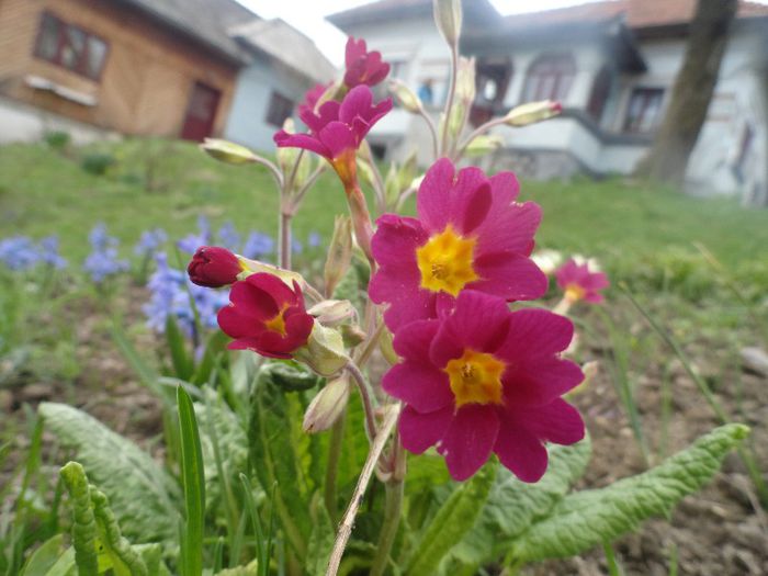 DSC05865 - gradina mea